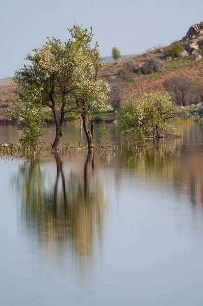 Fruit trees submerged in the dam.
