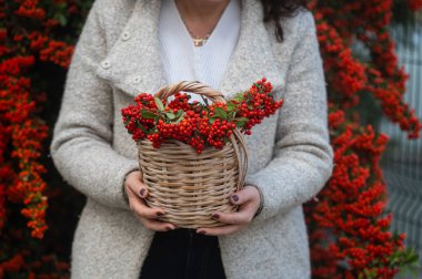 Sepette ateş dikenli çilek tutan bir kadın. Pyracantha coccinea. Plantae, Magnoliophyta, Magnoliopsida, Rosaceae, Amygdaloideae