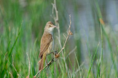 Büyük Reed Warbler (Acrocephalus arundinaceus), ilkbaharda sulak bir alanda otların arasında beslenen kuşun yakın çekimi..