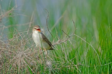 Büyük Reed Warbler (Acrocephalus arundinaceus), ilkbaharda sulak bir alanda otların arasında beslenen kuşun yakın çekimi..