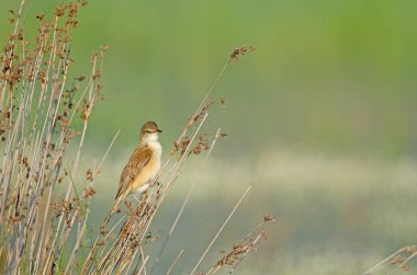Great Reed Warbler (Acrocephalus arundinaceus), kuşun yakın çekimi ilkbaharın erken saatlerinde sazlıklarda ötüyor..