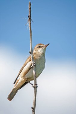Great Reed Warbler (Acrocephalus arundinaceus), kuşun yakın çekimi ilkbaharın erken saatlerinde sazlıklarda ötüyor..