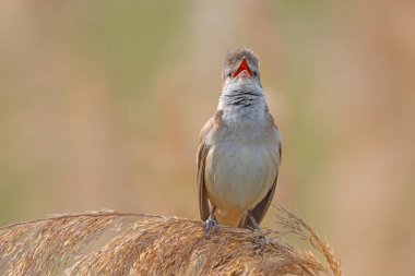 Büyük Reed Warbler (Acrocephalus arundinaceus) bataklıktaki bir sazlıkta şarkı söylüyor..