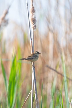 Bıyıklı Warbler, Acrocephalus melanopogon, sulak bir arazide, bir saz bitkisinin üzerinde.