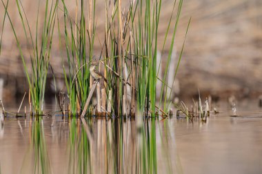 Sedge Warbler, Acrocephalus schoenobaenus, sulak bir arazide, bir saz bitkisinin üzerinde.