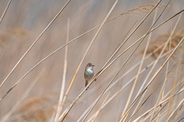 Paddyfield Warbler, Acrocephalus agricola, bir sulak arazide, bir saz bitkisinde.