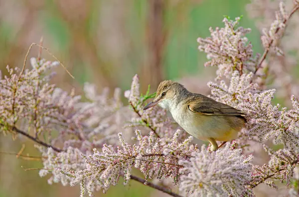 Büyük Reed Warbler (Acrocephalus arundinaceus) Tamarix 'de baharda bir sulak alanda.