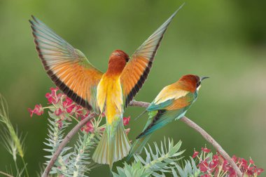 Avrupalı arı yiyici, merops apiaster, kanatları açık. Yeşil arka plan. Renkli kuşlar.