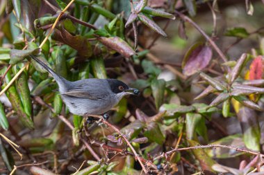 Sardunya Warbler 'ı, Sylvia melanocephala, çalılıklarda besleniyor..