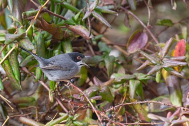 Sardunya Warbler 'ı, Sylvia melanocephala, çalılıklarda besleniyor..