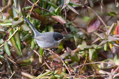 Sardunya Warbler 'ı, Sylvia melanocephala, çalılıklarda besleniyor..