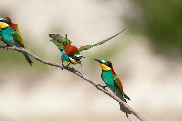 Stock image Fighting European Bee-eaters, Merops apiaster. Green background. Colourful birds.