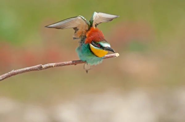 stock image European Bee-eaters, Merops apiaster on the branch. Green background. Colourful birds. Back detail.