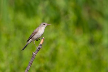 Doğu Olivaceous Warbler, Iduna pallida, sulak arazi bitkileri arasında arama.