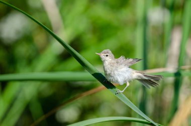 Doğu Olivaceous Warbler, Iduna pallida, sulak arazi bitkileri arasında arama.