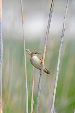 Reed Warbler, Acrocephalus scirpaceus sazlıklarda bir dalda duruyor..
