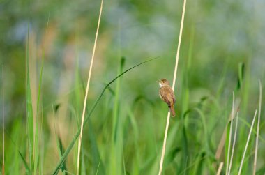 Reed Warbler, Acrocephalus scirpaceus sazlıklarda şarkı söylüyor.