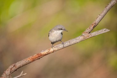Daha az Whitethroat, Sylvia Curruca bir dalda. Bulanık arkaplan.
