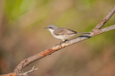 Daha az Whitethroat, Sylvia Curruca bir dalda. Bulanık arkaplan.