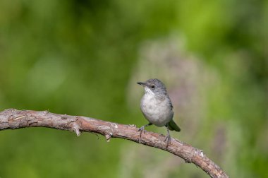 Daha az Whitethroat, Sylvia Curruca bir dalda. Bulanık yeşil arkaplan.