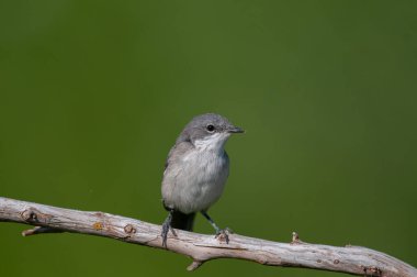 Daha az Whitethroat, Sylvia Curruca bir dalda. Bulanık yeşil arkaplan.