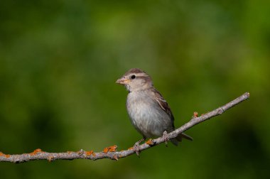 Ev serçesi, Passer domesticus, bir dalda. Yeşil arkaplan.