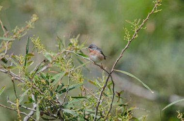 Subalpine Warbler, Sylvia Cantillans ağaç dalında.