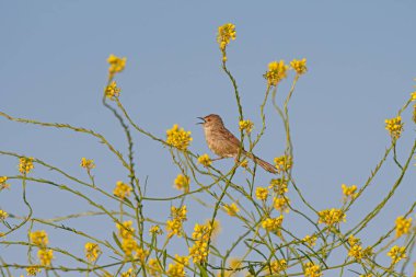 Narin prinia, Prinia lepida, sarı çiçekli bitkide şarkı söylüyor..