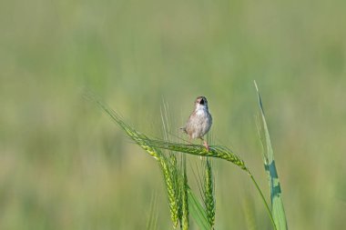 Narin prinia, yeşil buğday kulaklı Prinia lepida.