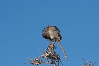 Narin baskı, Prinia lepida kurumuş dikenli dalda.