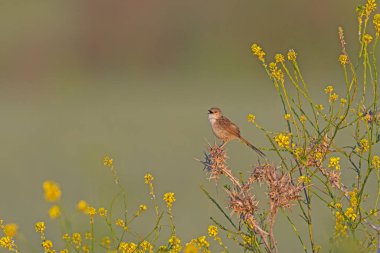 Narin prinia, Prinia lepida, sarı çiçekli bitkide şarkı söylüyor..