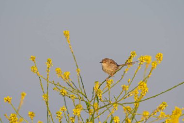 Narin baskı, Prinia lepida, sarı çiçekli bitkinin üzerinde..