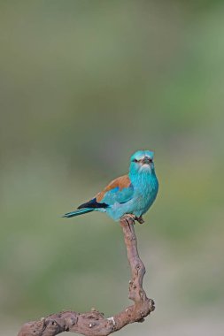 Avrupa Roller 'ı (Coracias garrulus) bir dalın üzerinde duruyor.