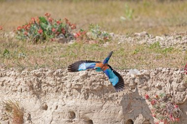 Yuvanın etrafında uçan Avrupa Roller 'ı (Coracias garrulus).