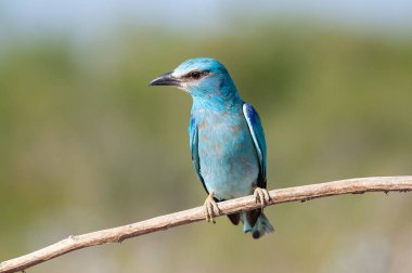 Avrupa Roller 'ı (Coracias garrulus) bir dalın üzerinde duruyor.