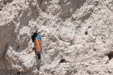 Avrupa Roller 'ı, Coracias Garrulus, yuvaya yiyecek getiriyor.