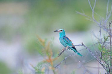 Avrupa Roller 'ı (Coracias garrulus) ağzında avıyla bir dalda bekliyor.