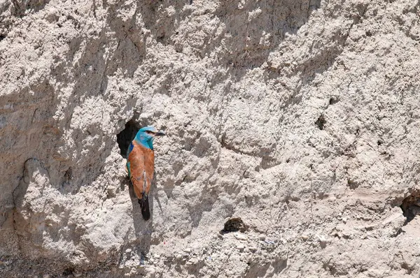 stock image European Roller, Coracias garrulus, bringing food to the nest.