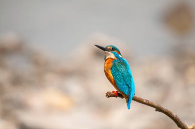 Kingfisher, Alcedo, sazlıklarda bir dalda avlanıyor..