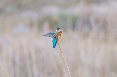 Kingfisher, Alcedo, sazlıklarda bir dalda avlanıyor..