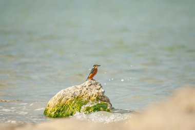 Kingfisher, Alcedo gölde taş üstünde balık tutuyor..