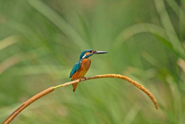 Ortak Kingfisher, Alcedo, sazlıklarda bir dalda.