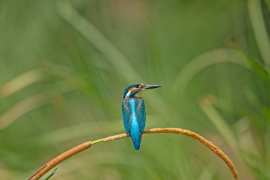 Ortak Kingfisher, Alcedo, sazlıklarda bir dalda.