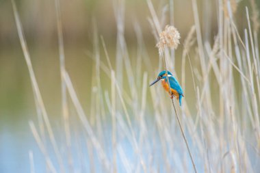 Kingfisher, Alcedo, sazlıklarda bir dalda avlanıyor..