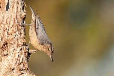 Batı Rock Nuthatch, Sitta Neumayer, şubede..