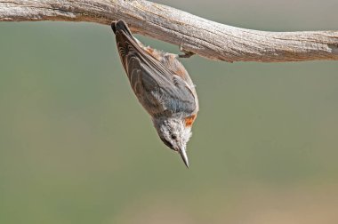 Kuş türleri Anadolu 'ya özgü. Kruper`s Nuthatch, Sitta krueperi.
