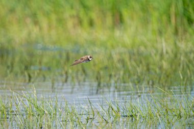 Sand Martin, Riparia Riparia, sulak arazide uçuyor..