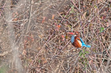 Beyaz boğazlı Kingfisher, Halcyon Smyrnensis, sazlıklarda bir dalda duruyor..