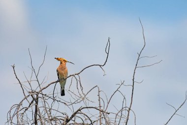 Avrasya Hupoesi, Upupa Eppes, kuru bir ağaç dalında..