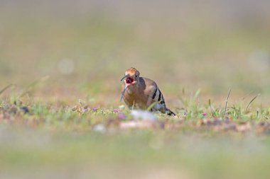 Avrasya Hupoesi, Upupa Eppes, çimlerde besleniyor..